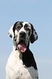 DOGUE ALLEMAND 049